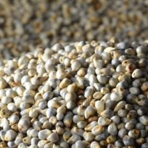 Bajara (Pearl Millet)