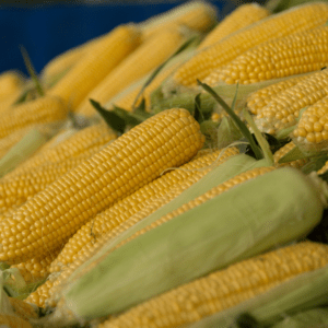 Sweet Corn