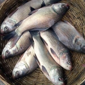 Tilapia